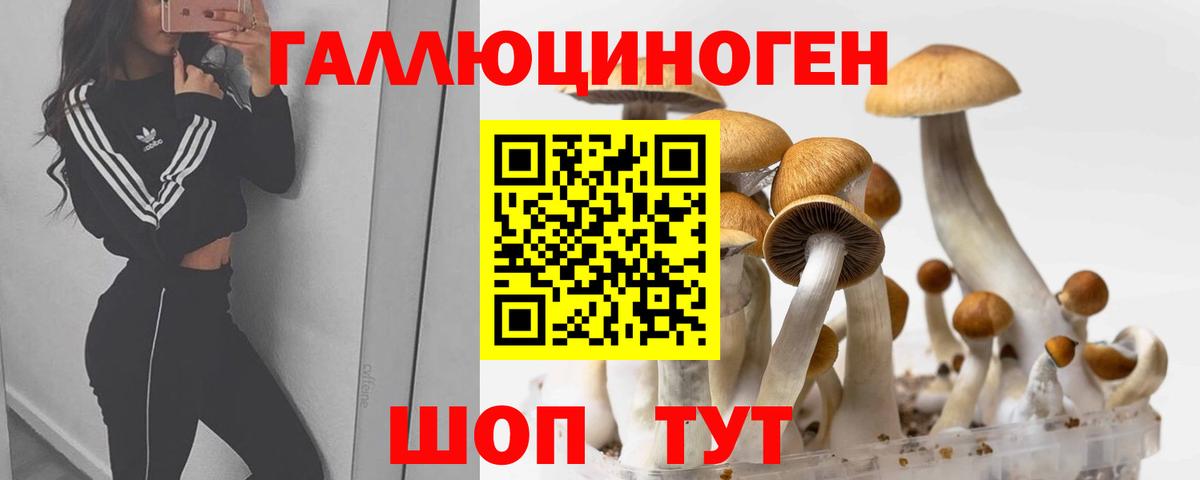 Псилоцибиновые грибы Psilocybe Борзя